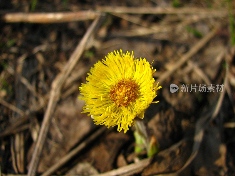 钶钽钽(Tussilago farfara)